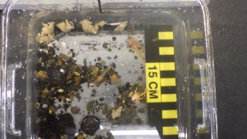 Media type: image;   Invertebrate Zoology 153109 Description: live specimen;